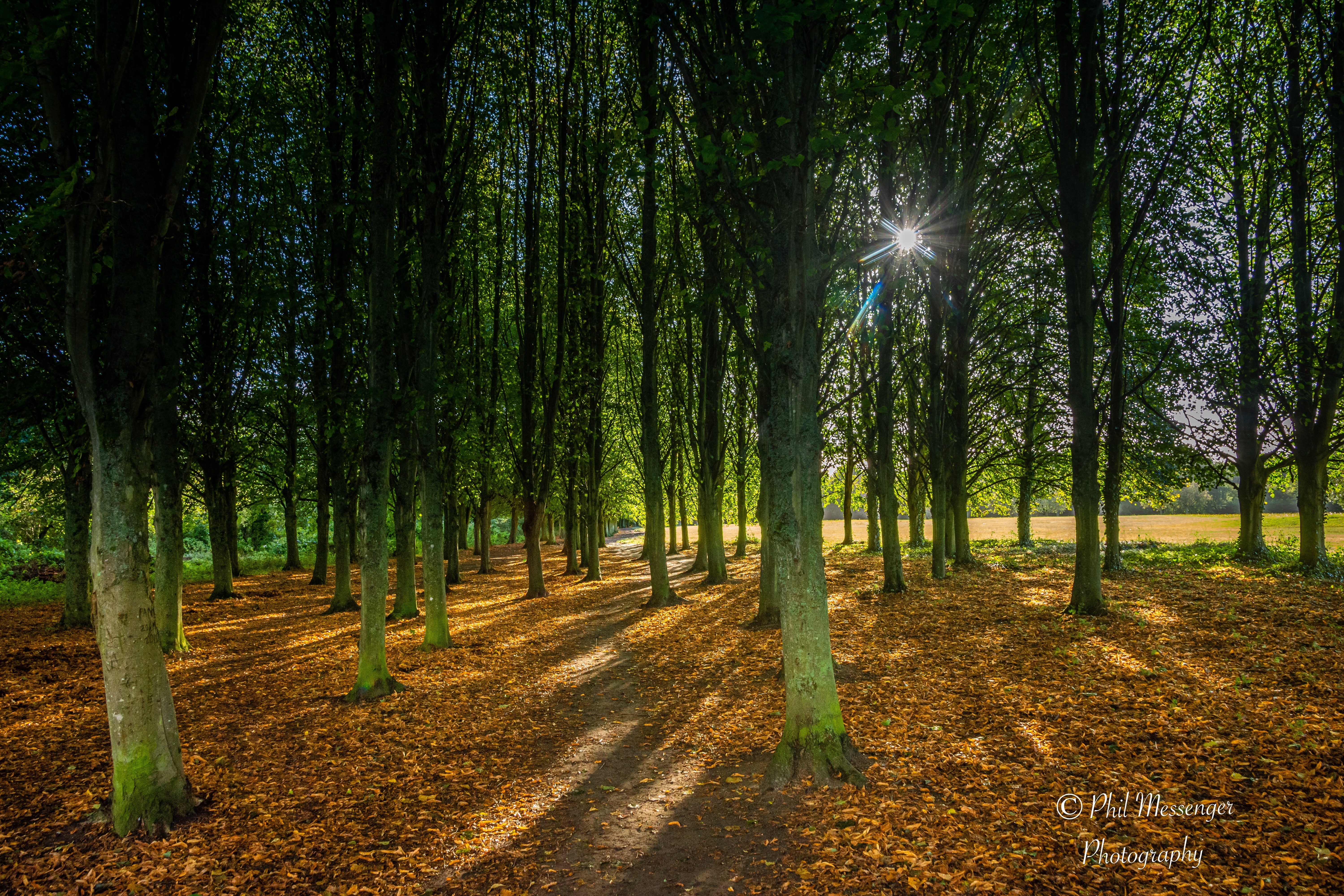 The late afternoon sun shining through the beech trees at Coate Water Swindon lighting up the golden autumnal ground.