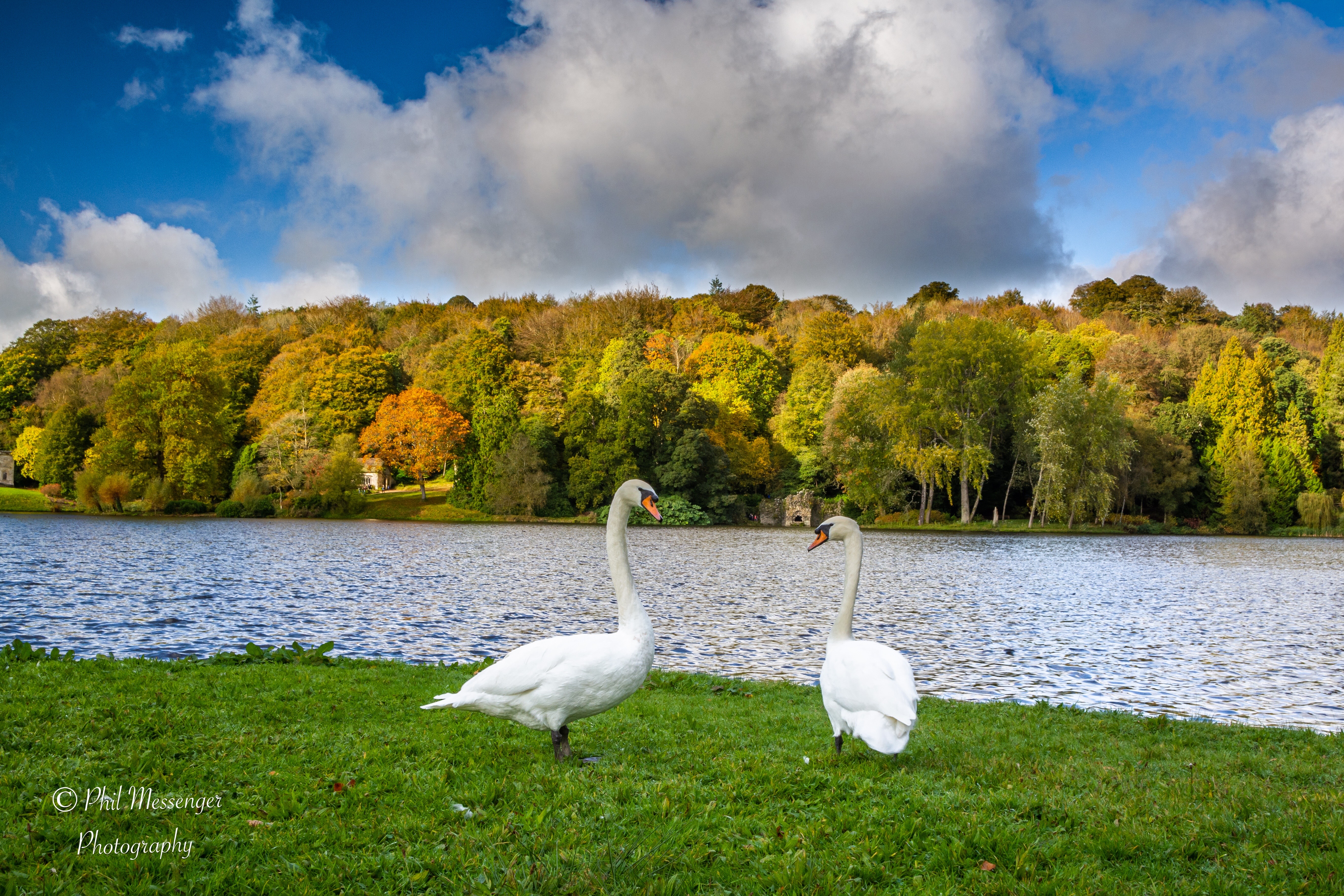 Swans at Stourhead National Trust Wiltshire.