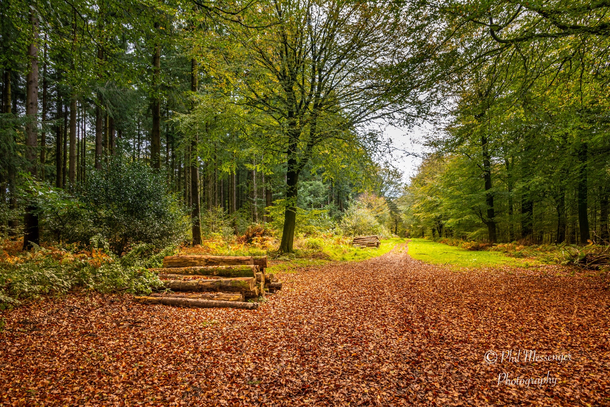 A wander through the woods at Stourhead National trust Wiltshire.