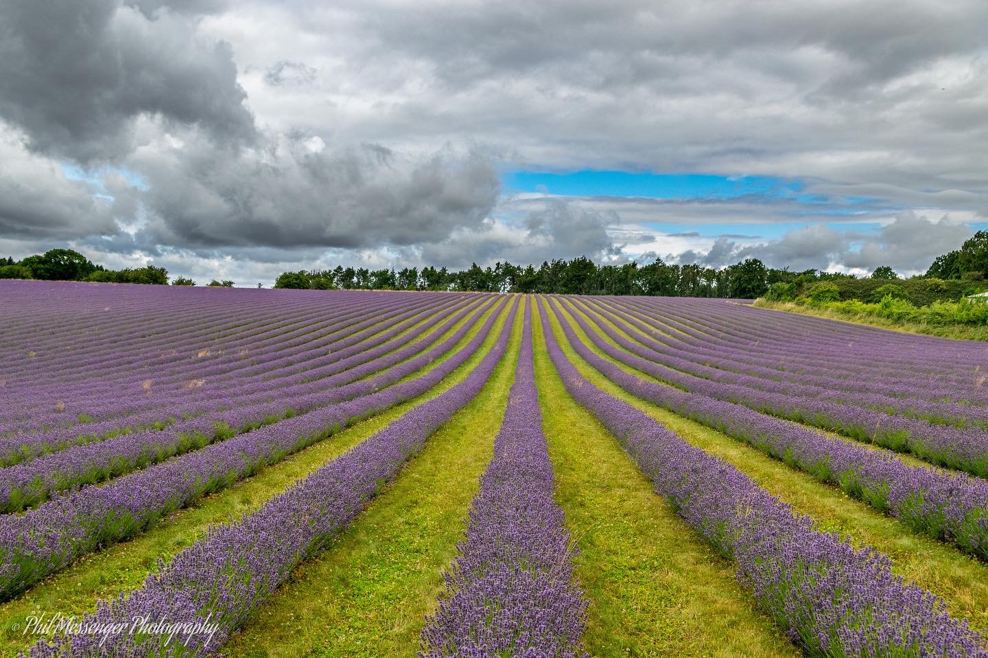 Straight lines and rows at Cotswold Lavender.