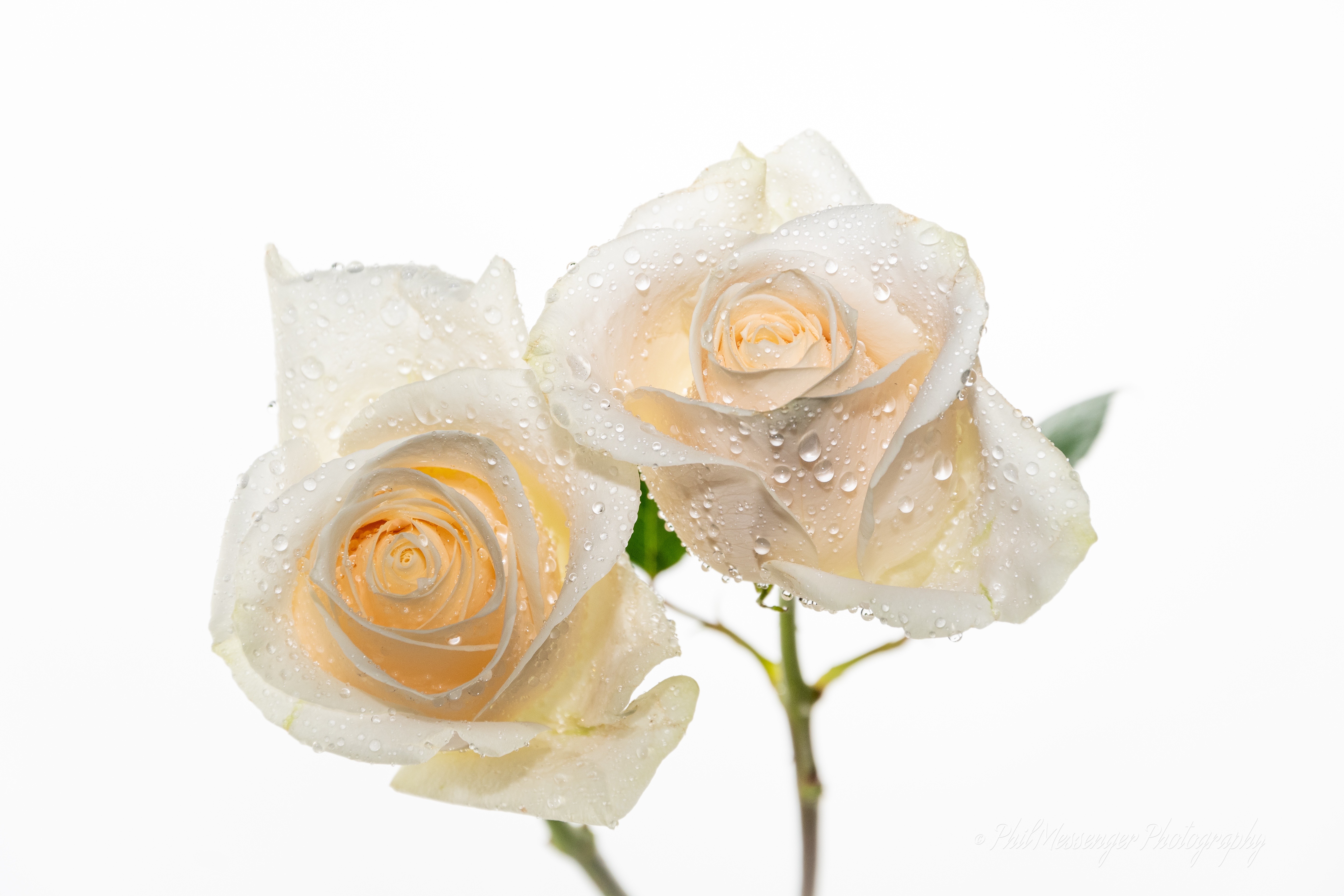 Water droplets on Roses.