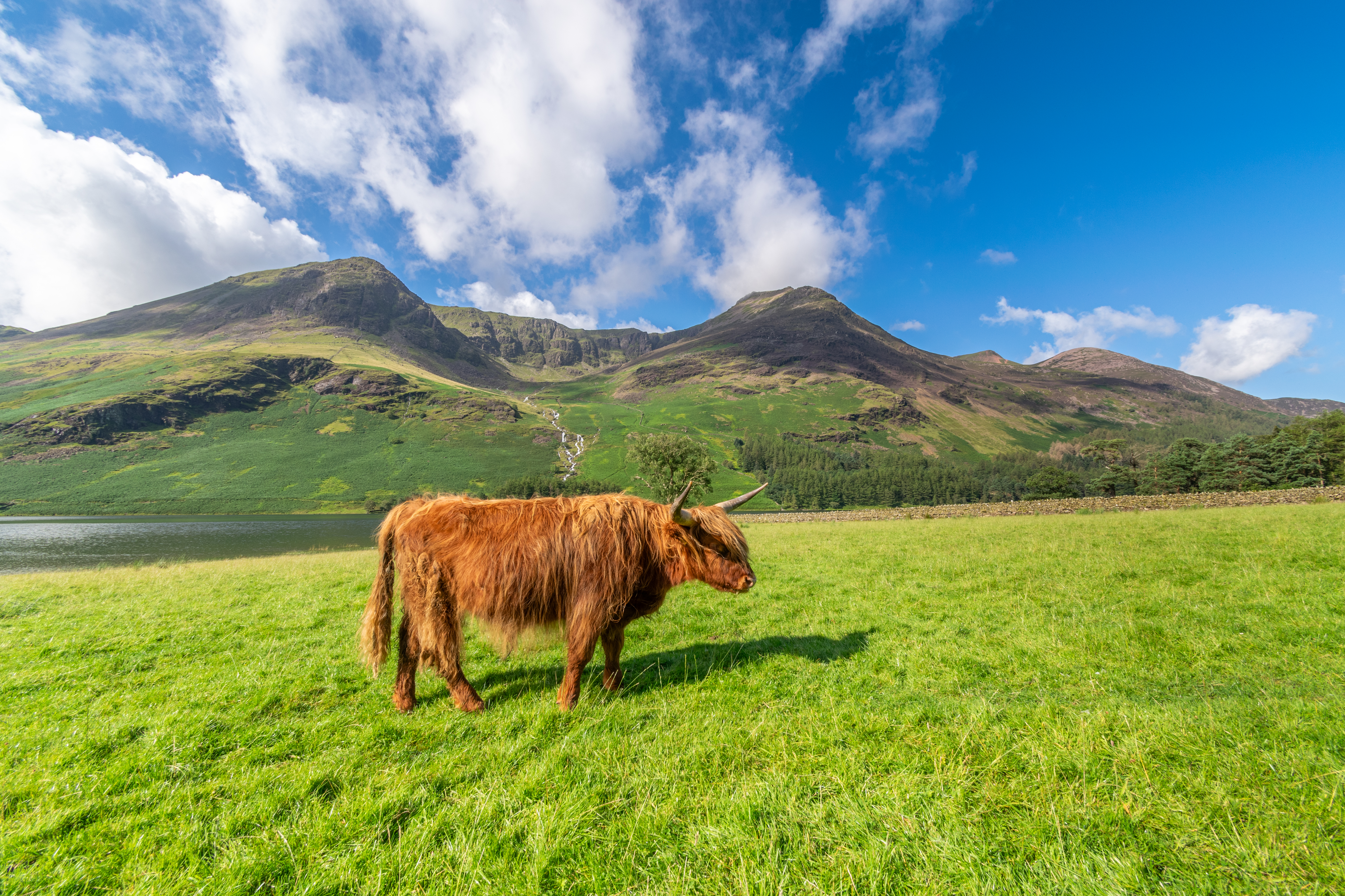 Highland cow at Buttermere